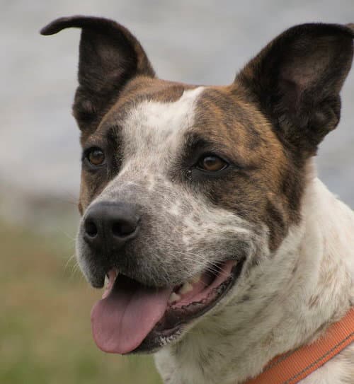 Stix  Sponsored Adoption Fee