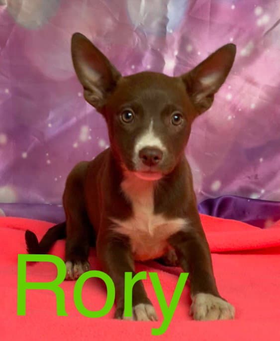 Rory