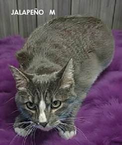 Jalapeno