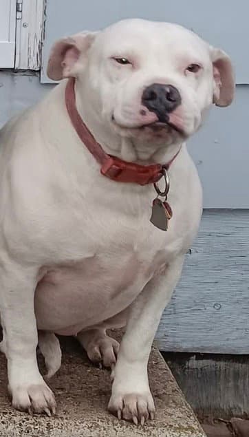 Dora *adoption fee waived*