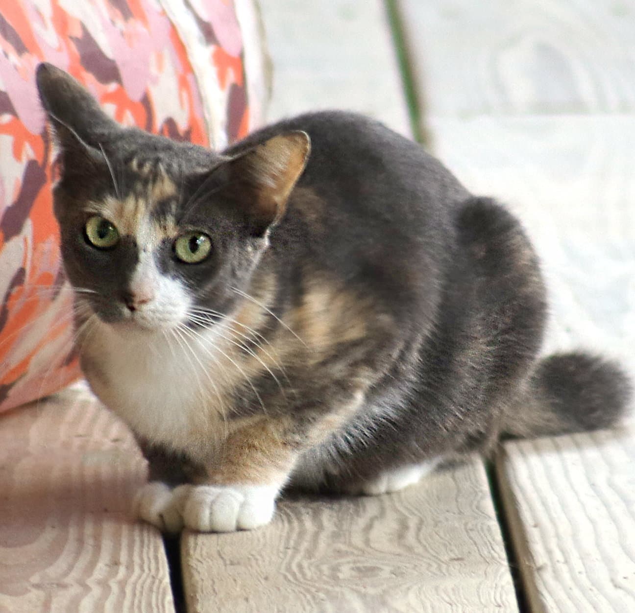 Marmalade