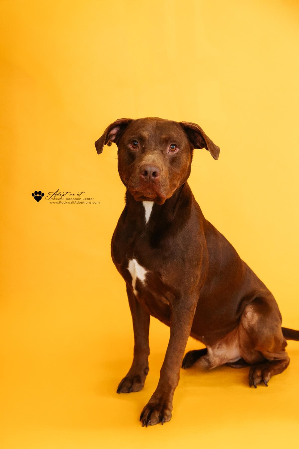 Chopo-$75 Adoption Fee! Diamond Dog!