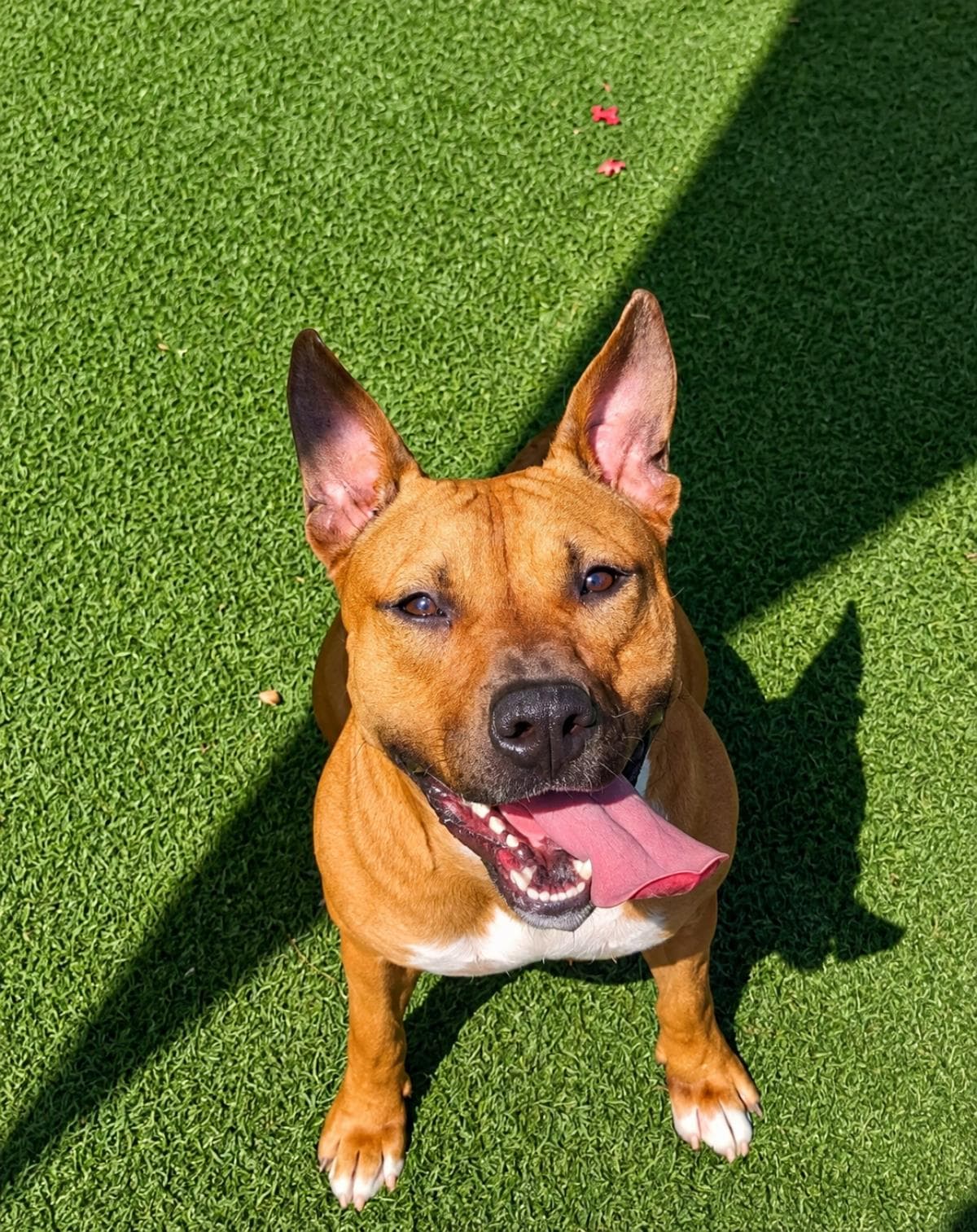 Brandy-$75 Adoption Fee! Diamond Dog!