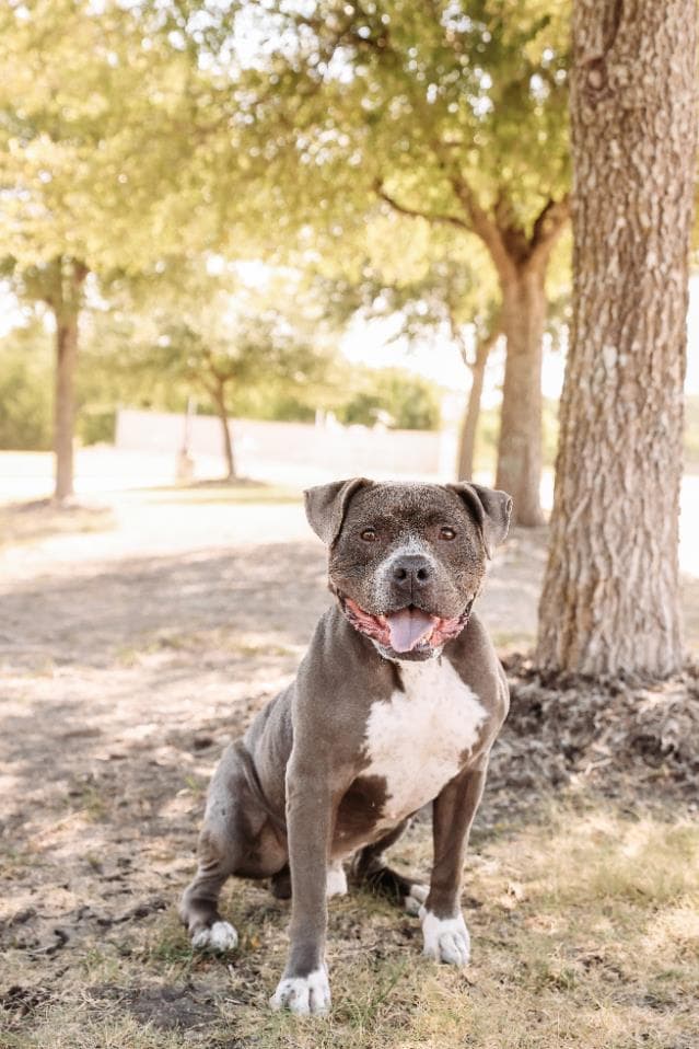 Dorian-Diamond Dog! $75 Adoption Fee!