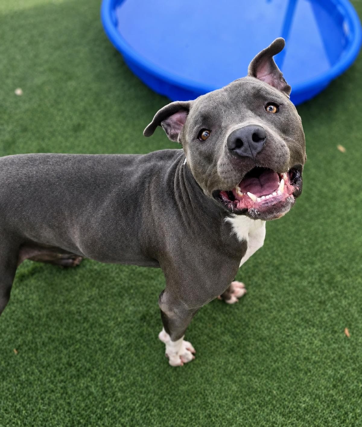 Blue $75 Adoption Fee! Diamond Dog!
