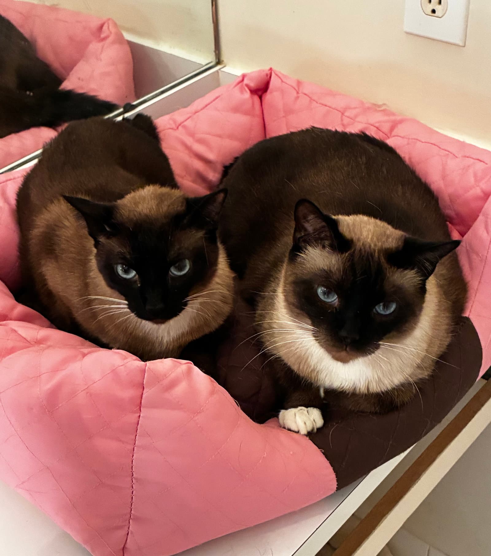 Sunny (& Zoe BONDED)