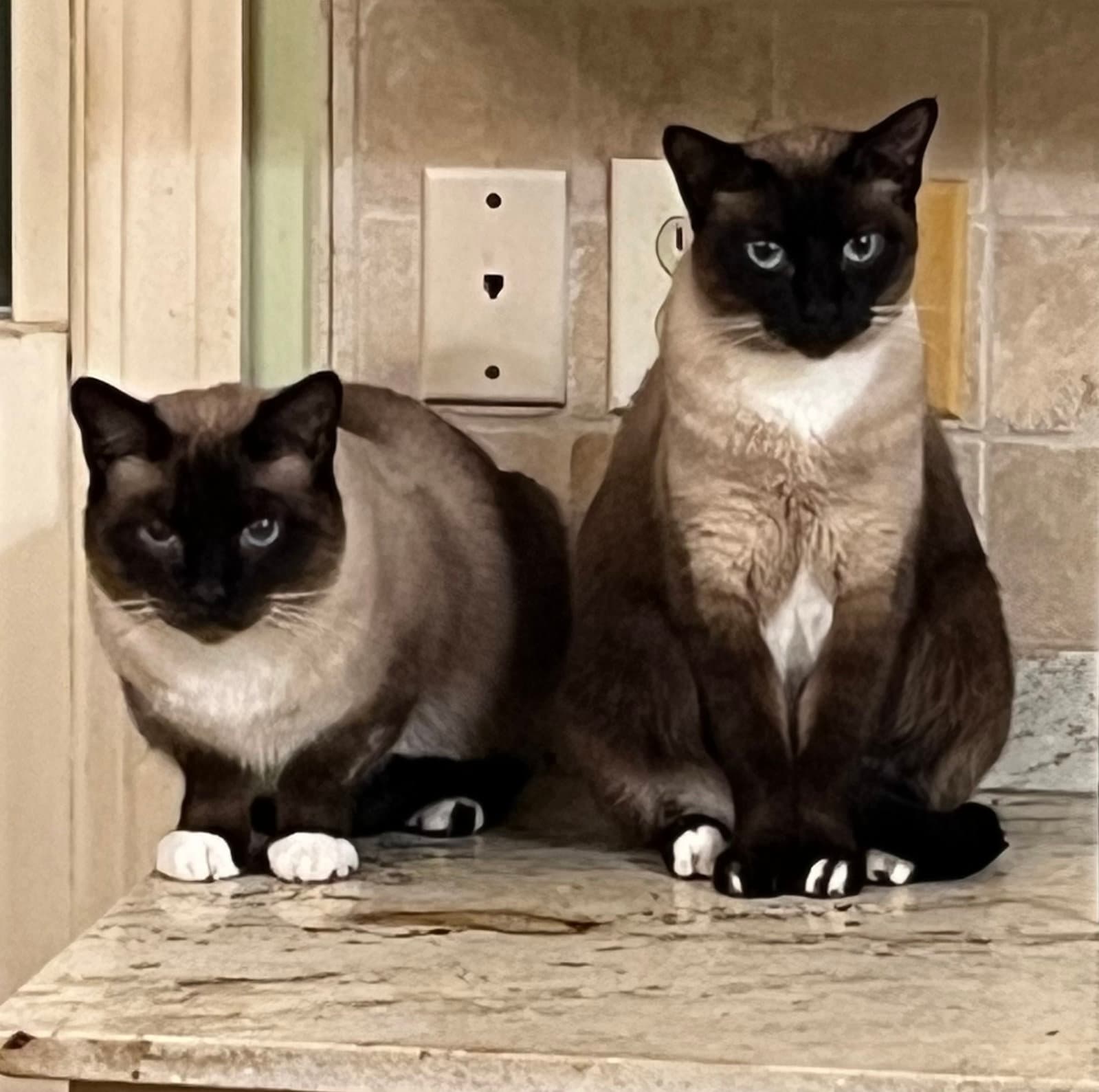 Zoe (& Sunny BONDED)