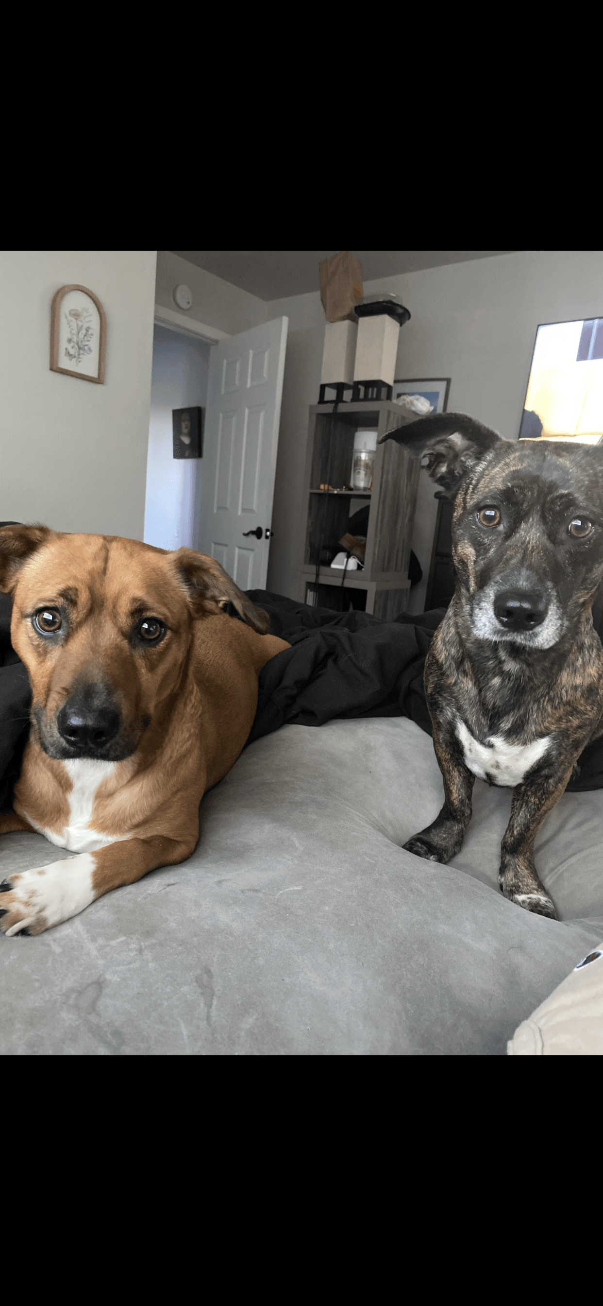 lilo