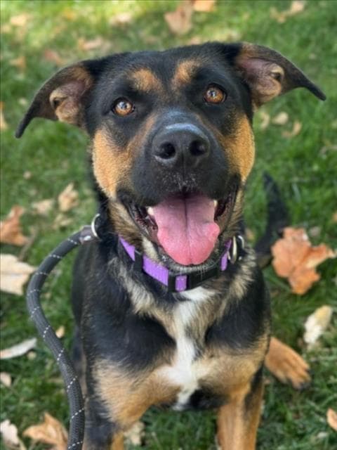 Nova