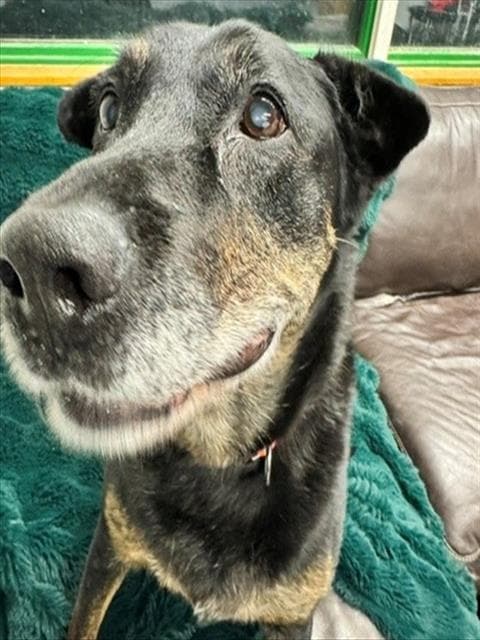 Echo