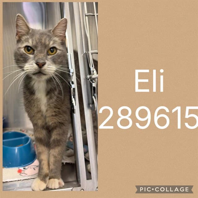 Eli
