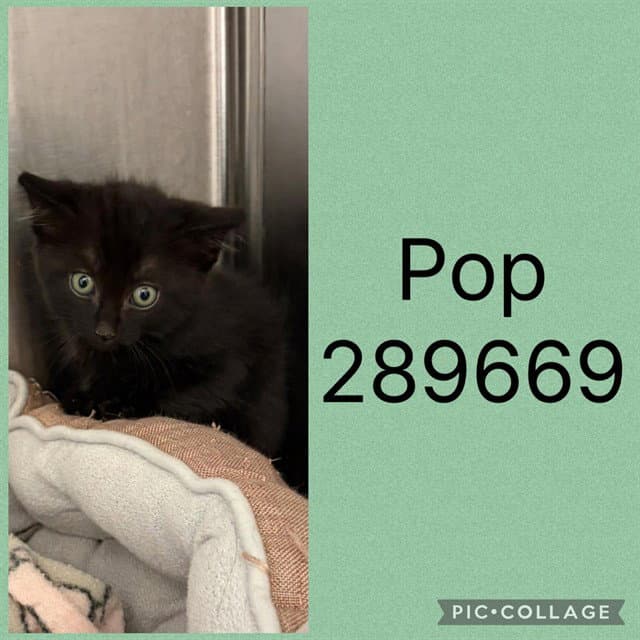 Pop