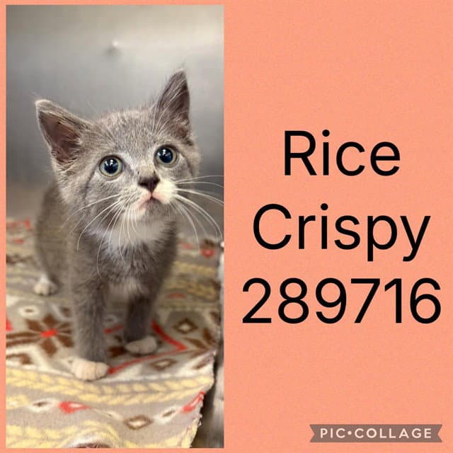 Rice Crispy