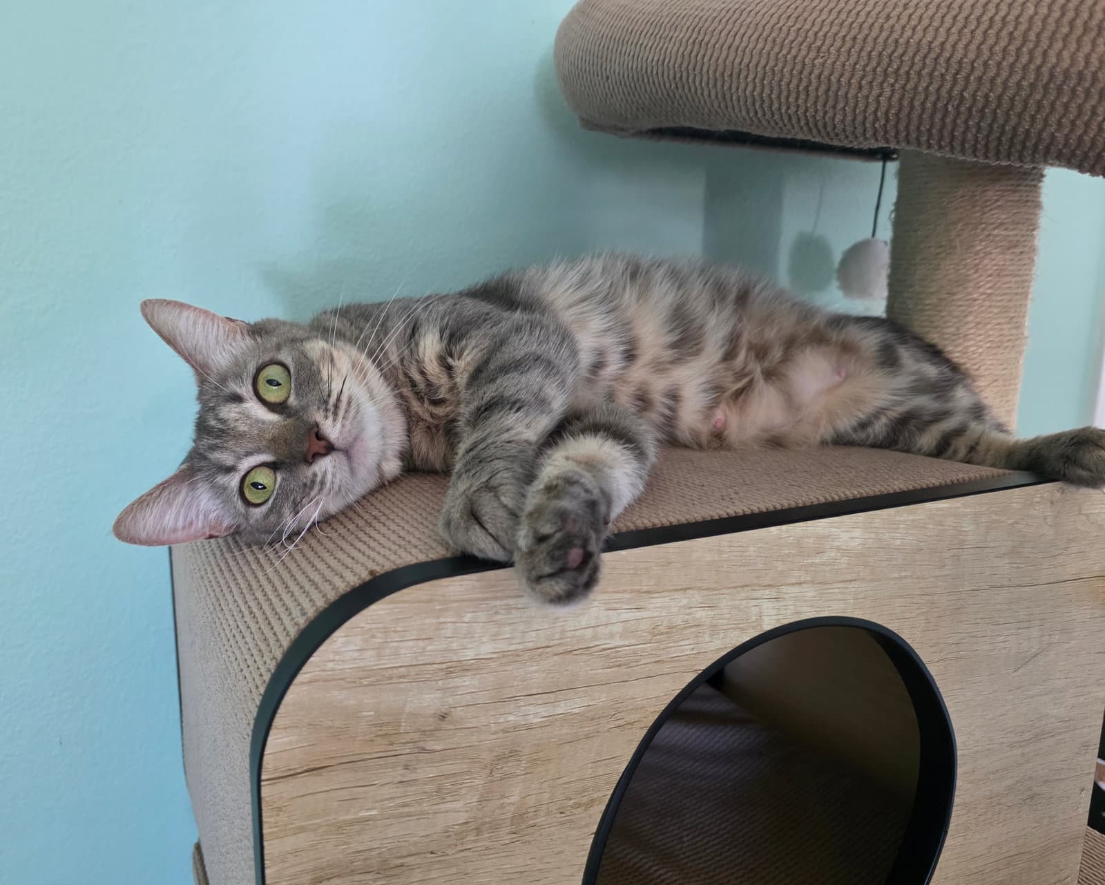 Dorito