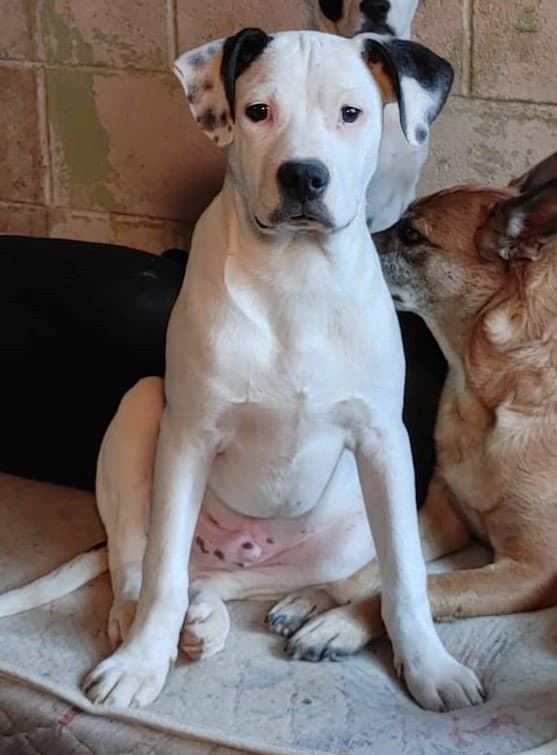 Bronson