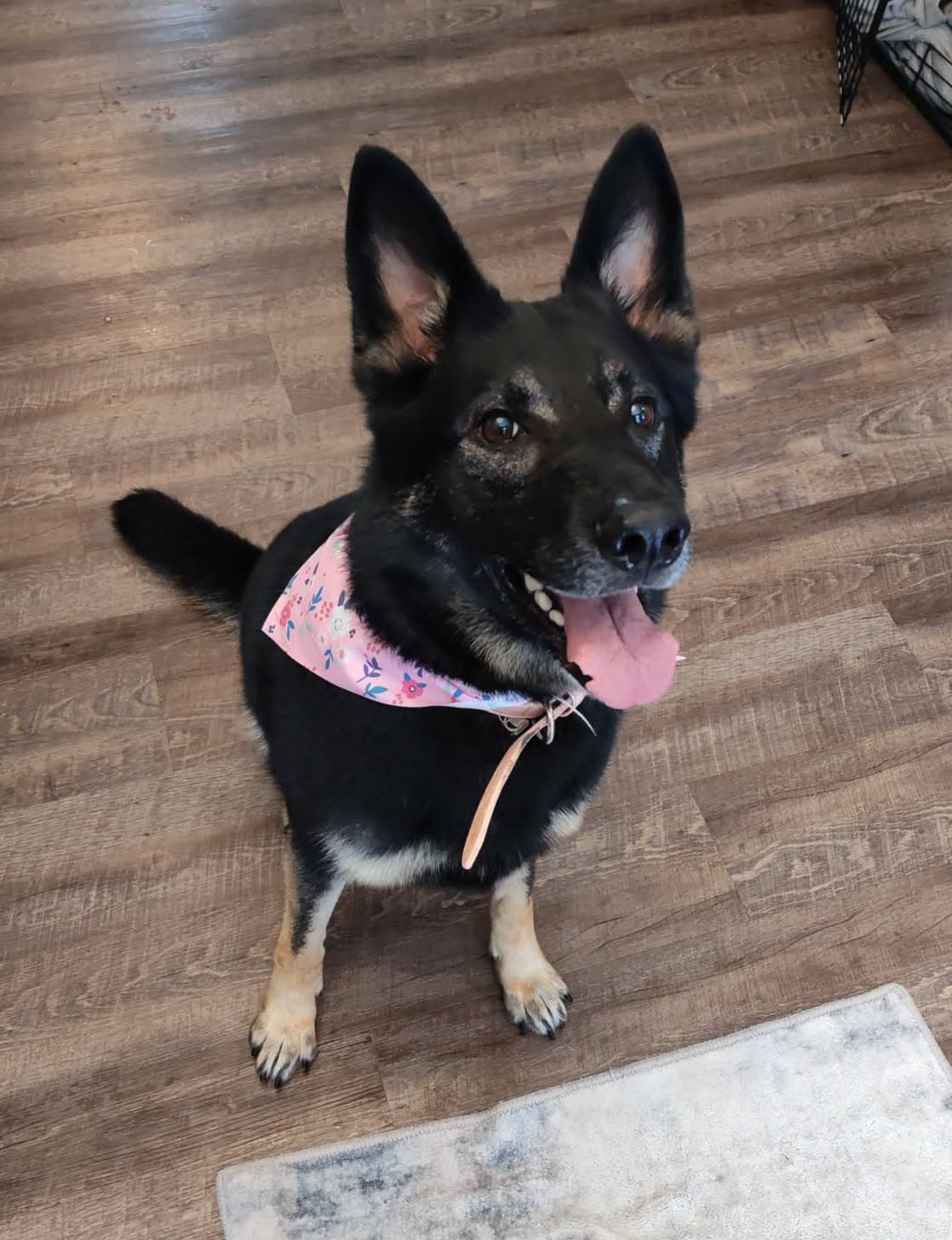 Ziva