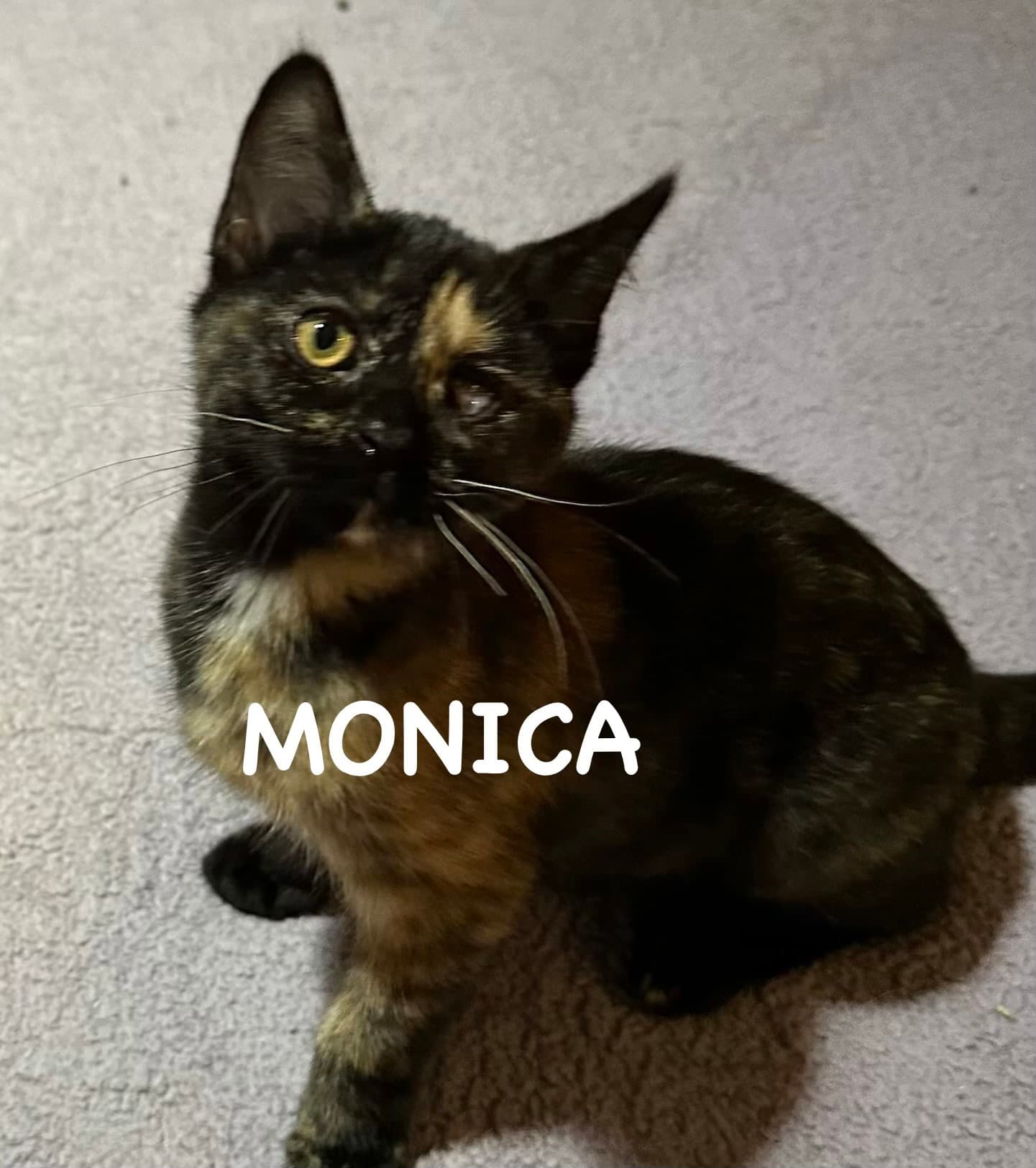 Monica