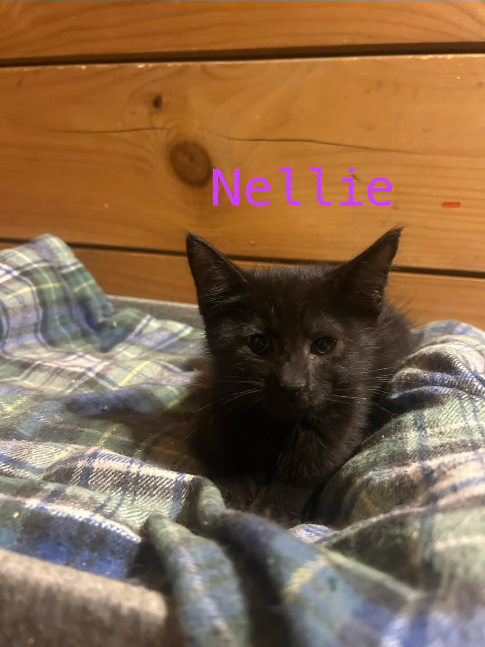 Nellie