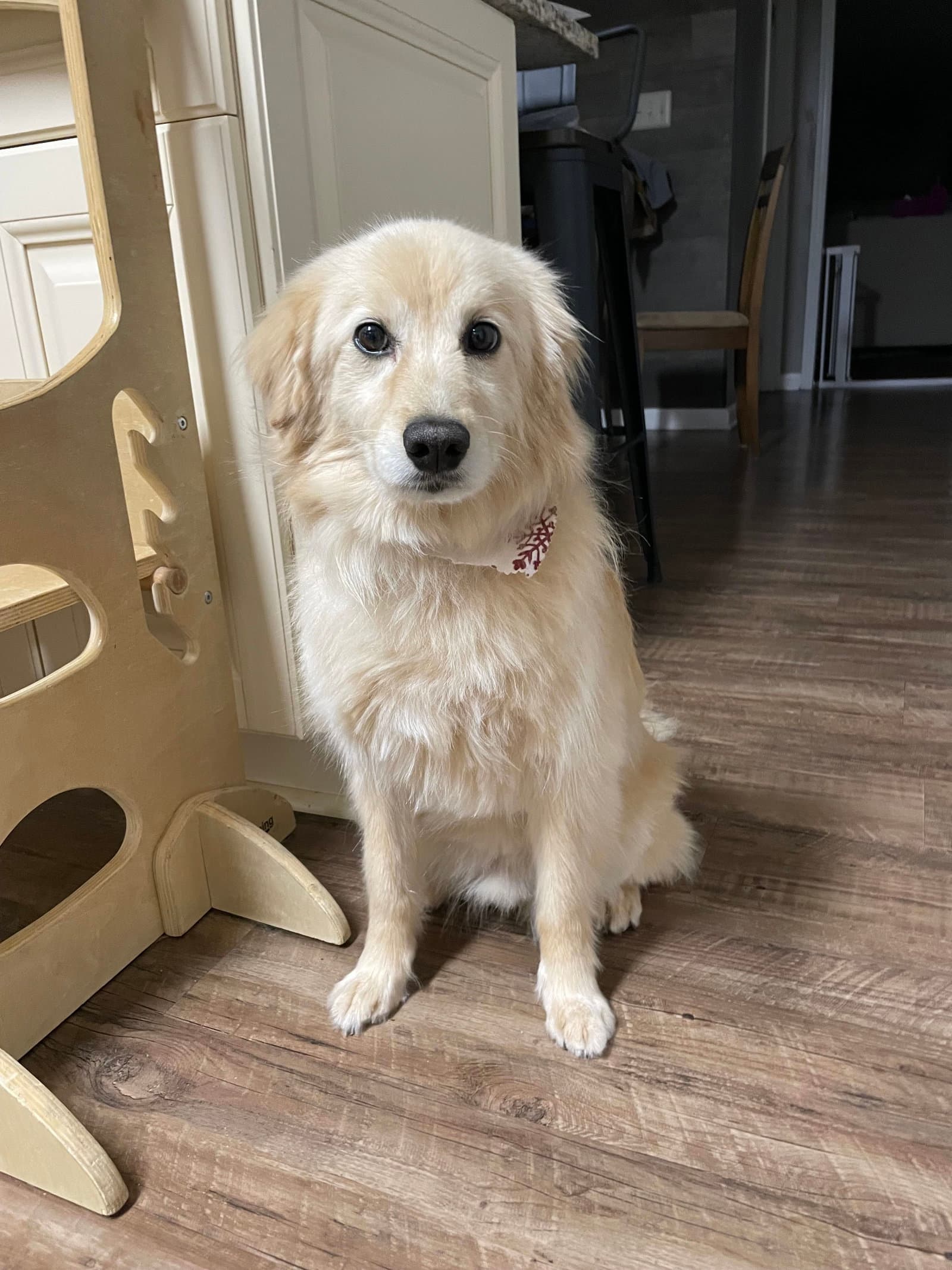Cooper (COURTESY POST)