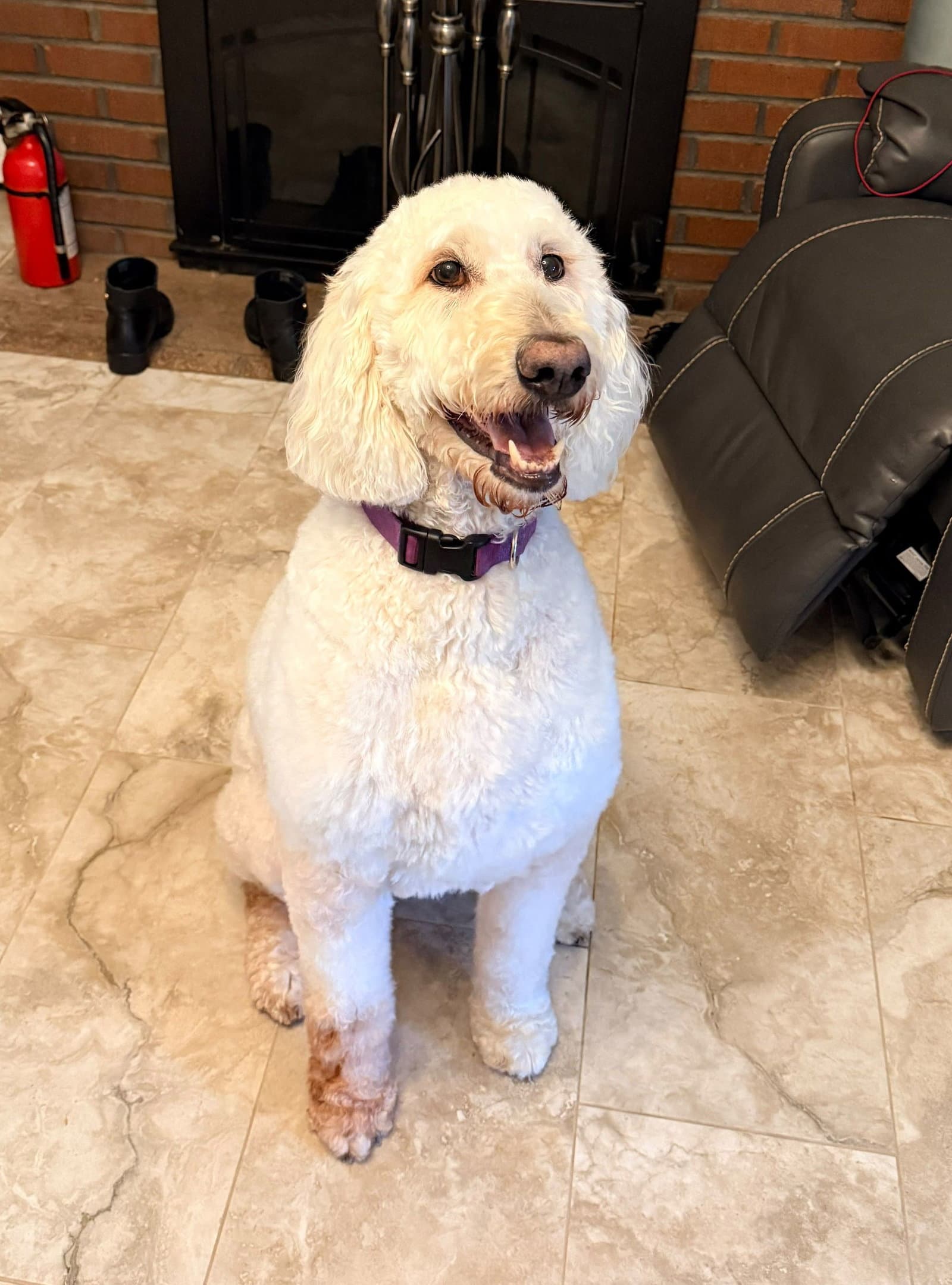 Daisy