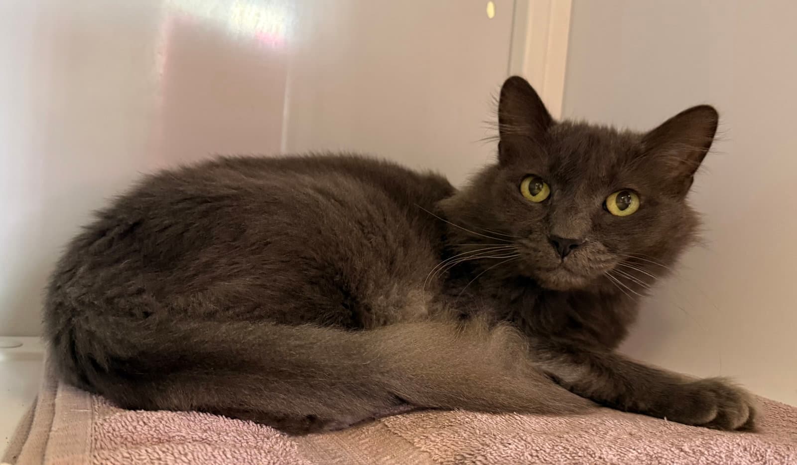 Pierce (Senior)