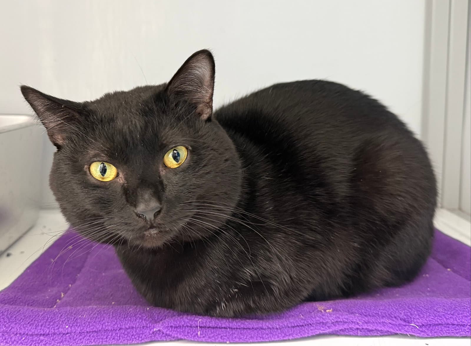 Binxy (FIV+)