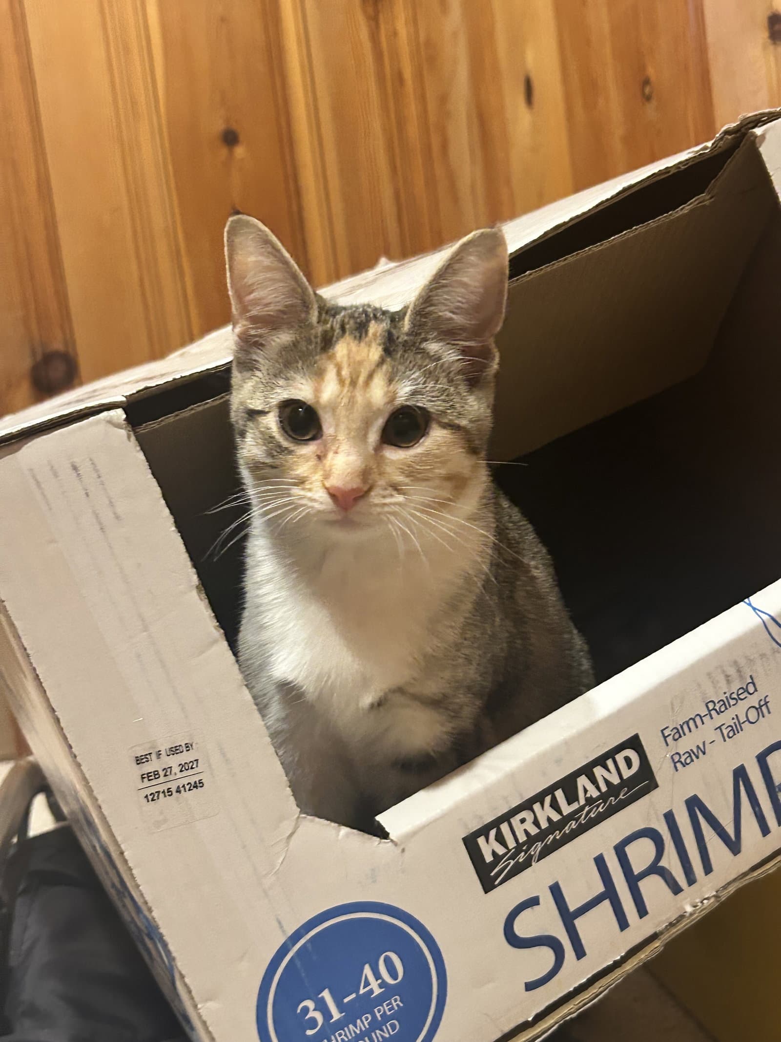Plum - KITTEN