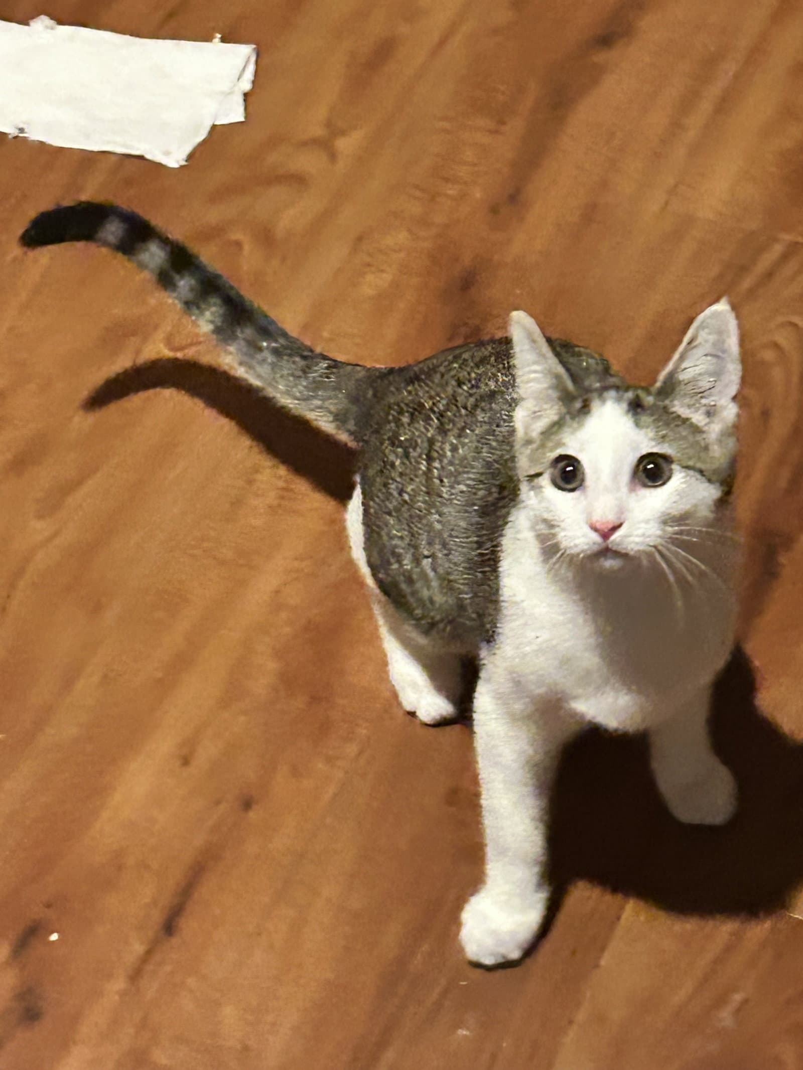 Cedar - KITTEN