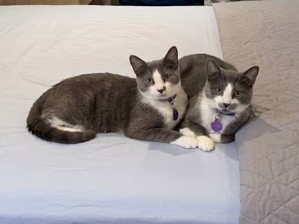Pisco & Martini - kitten siblings in foster