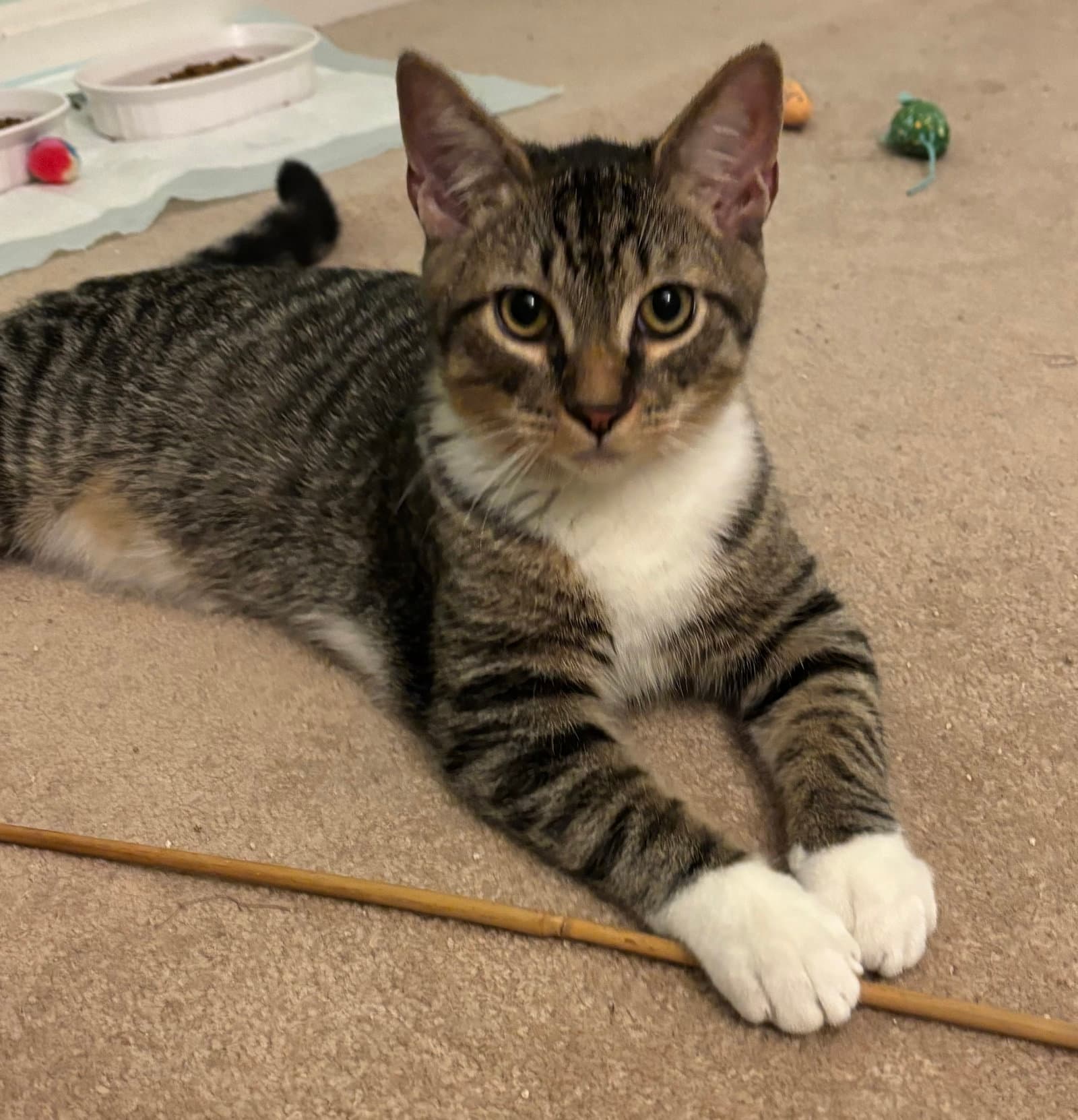 Capote - KITTEN in foster