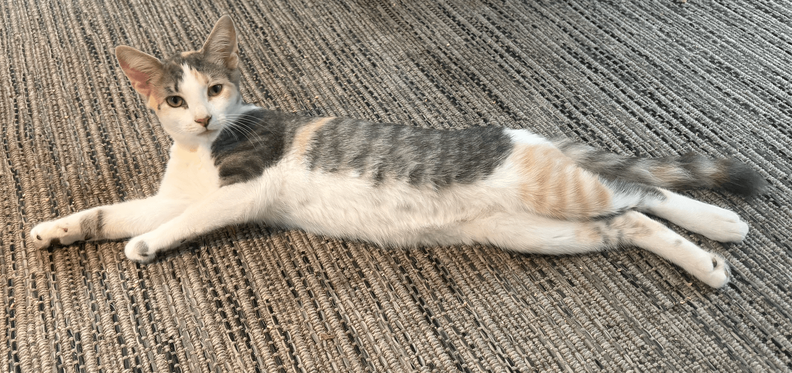 Cinder - KITTEN in foster