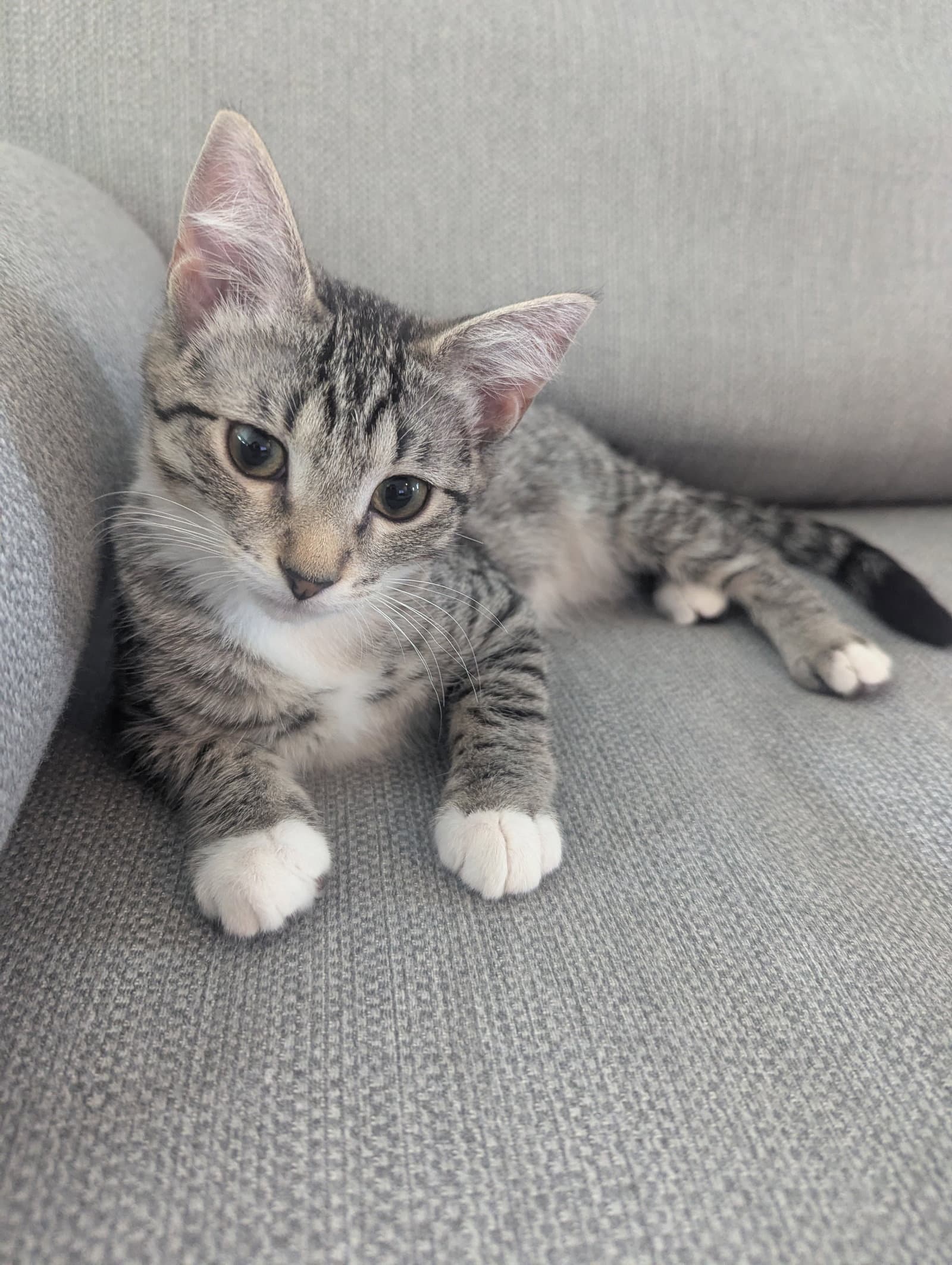 Kahlo - KITTEN