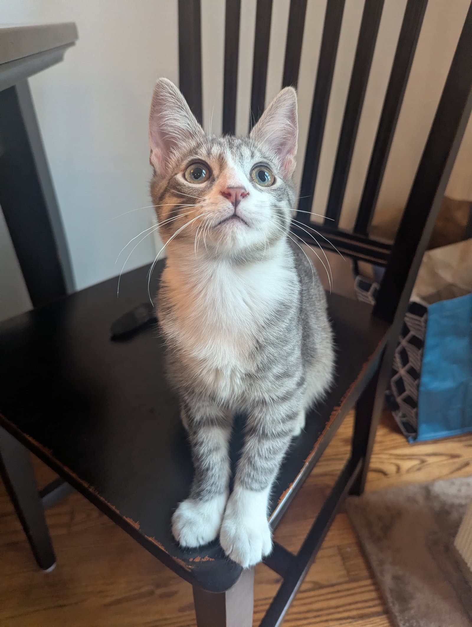 Picasso - KITTEN