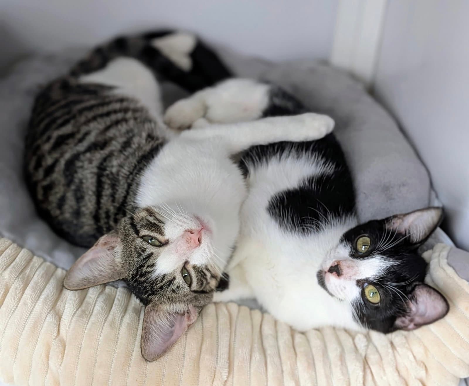 Scruffy and Tank (kittens) (Roatan)