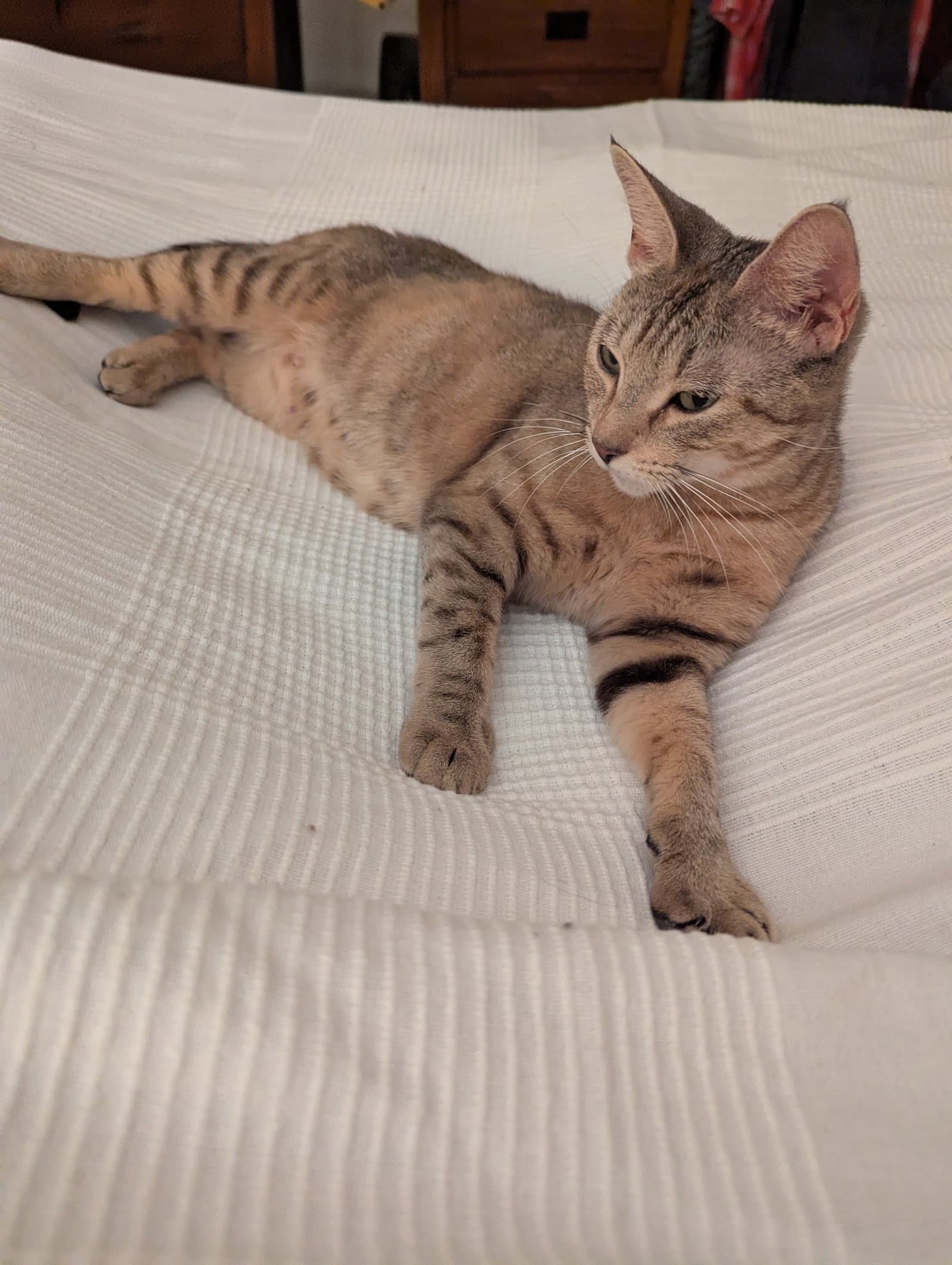 Queenie (in foster)
