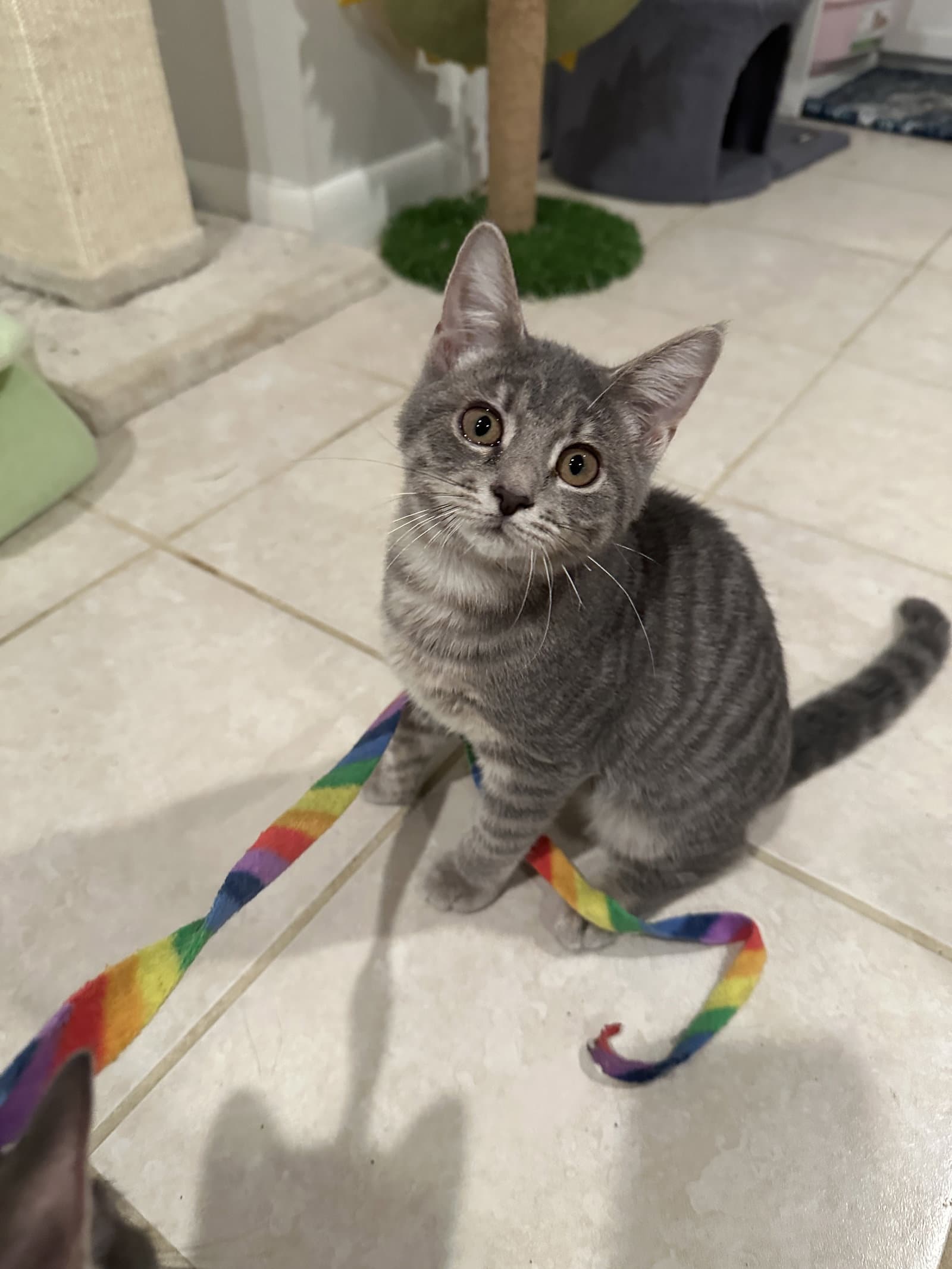 Zendaya - KITTEN in foster