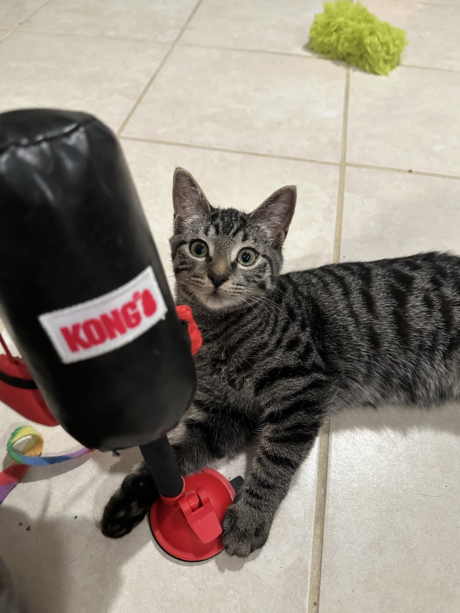 Ziva - KITTEN in foster