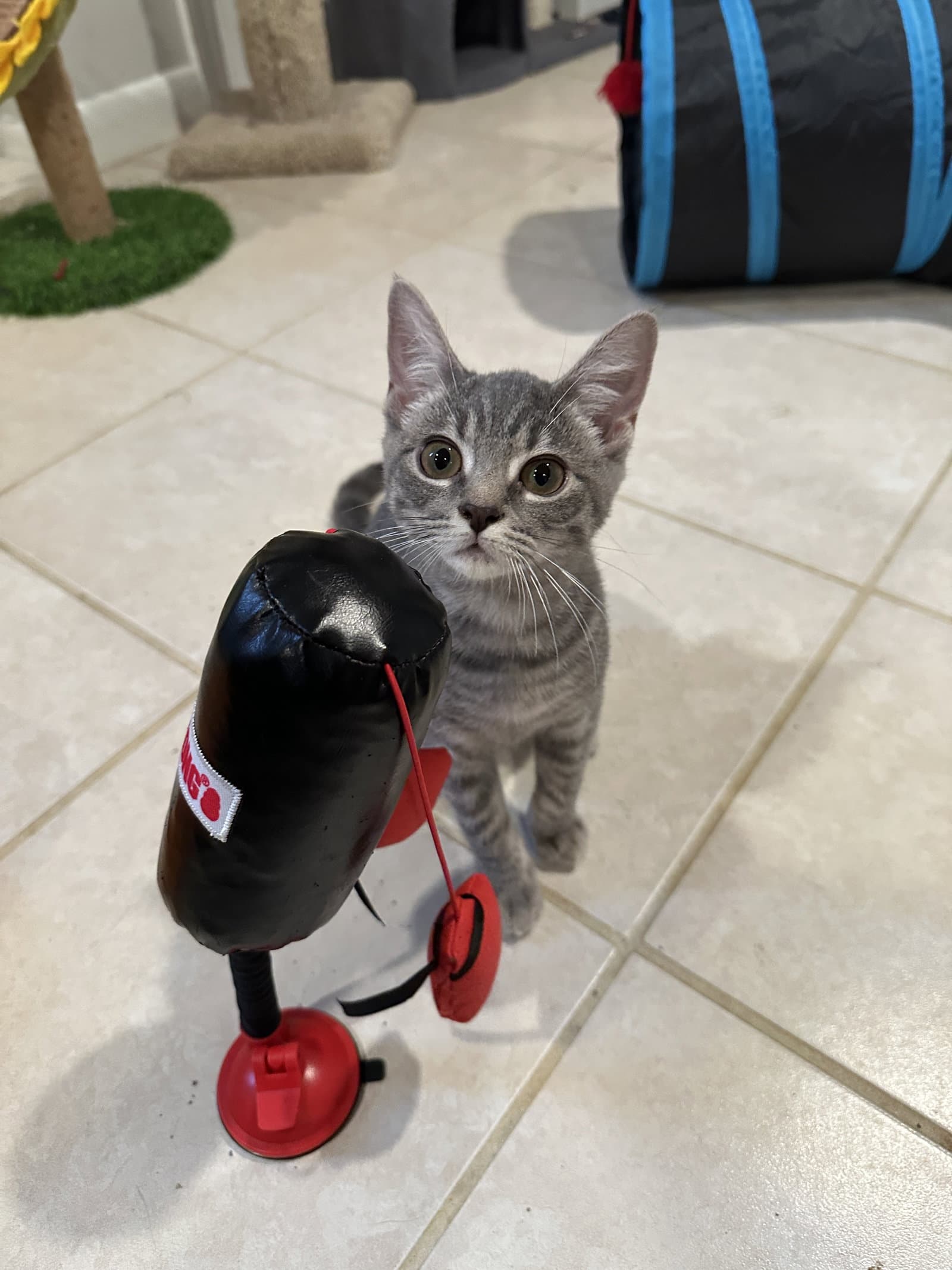 Zola - KITTEN in foster