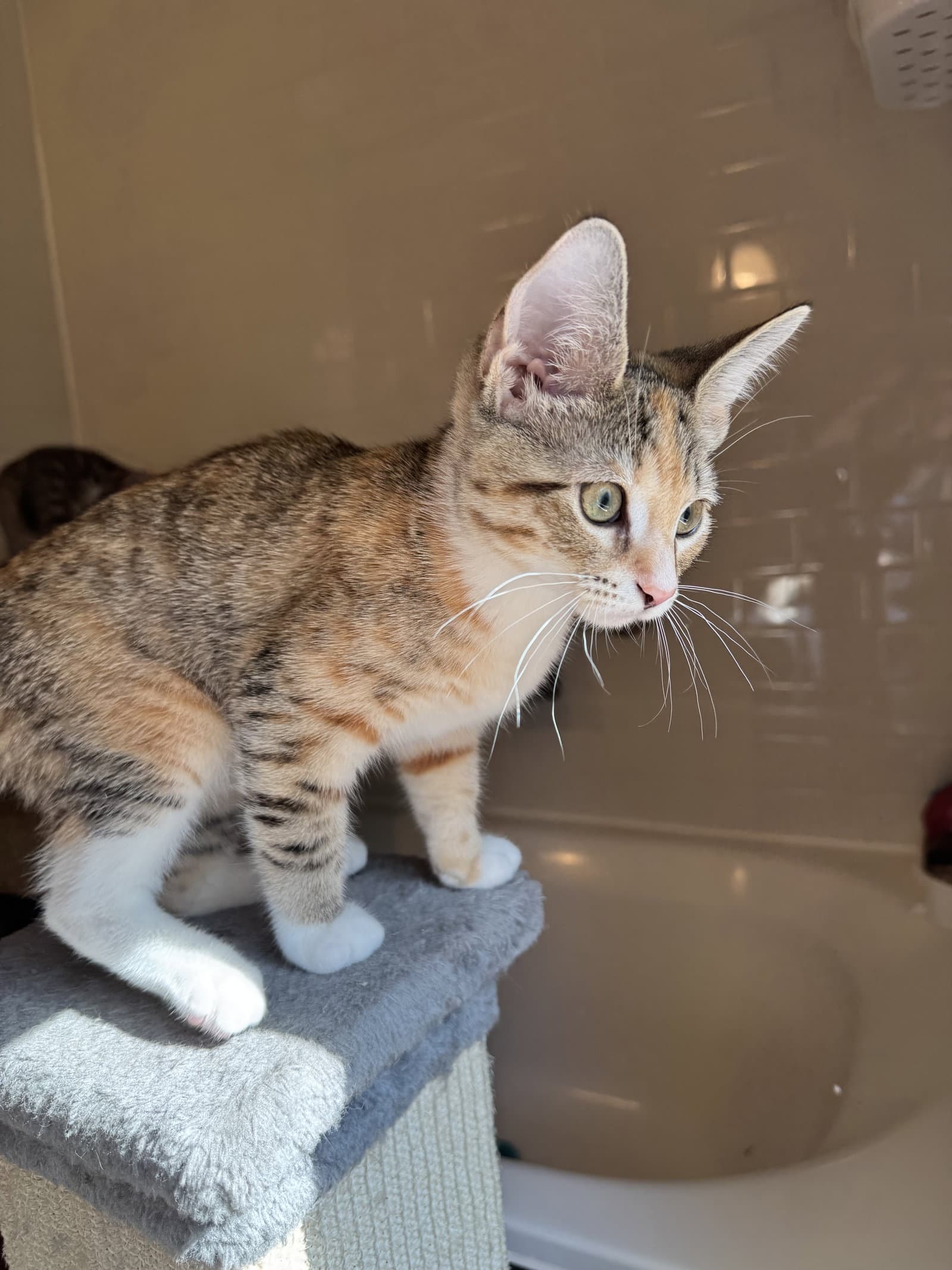 Duchess - KITTEN in foster