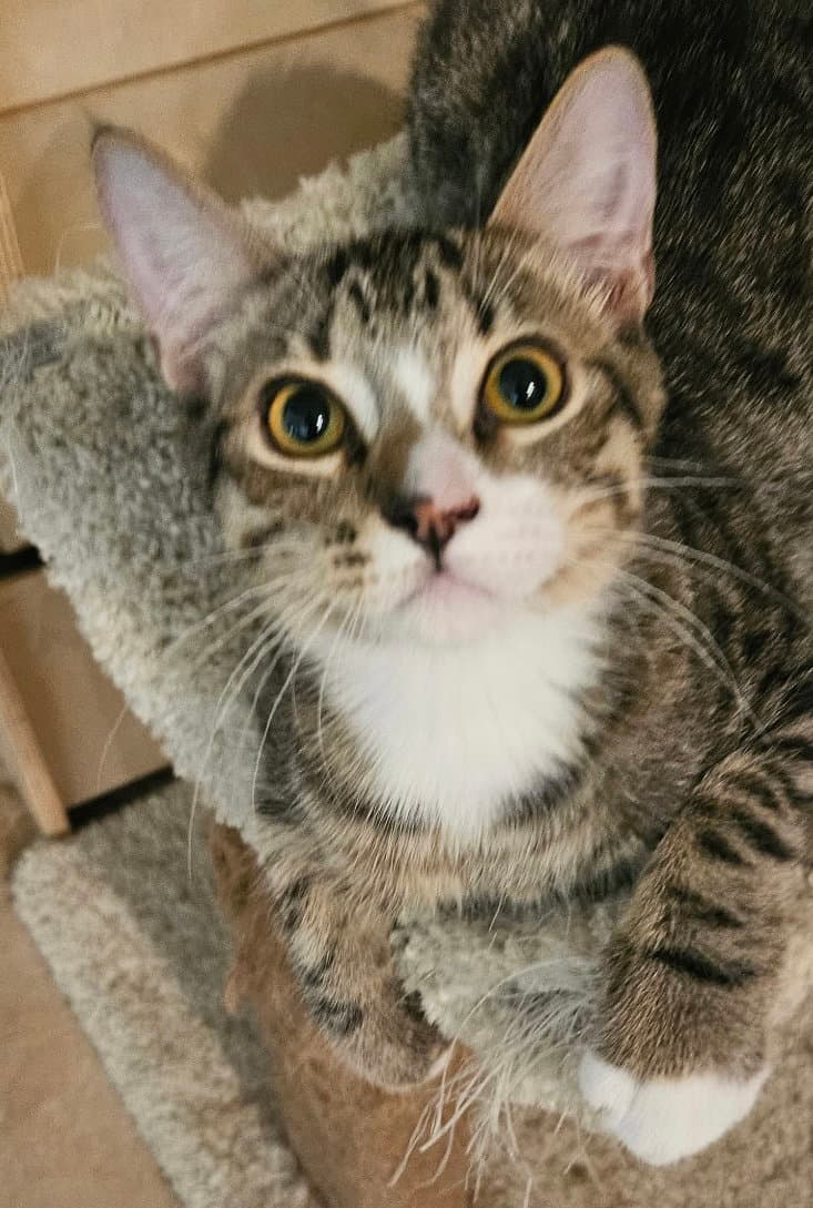 Loki