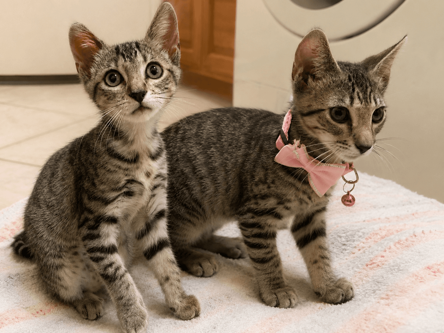 Aurora & Zelda