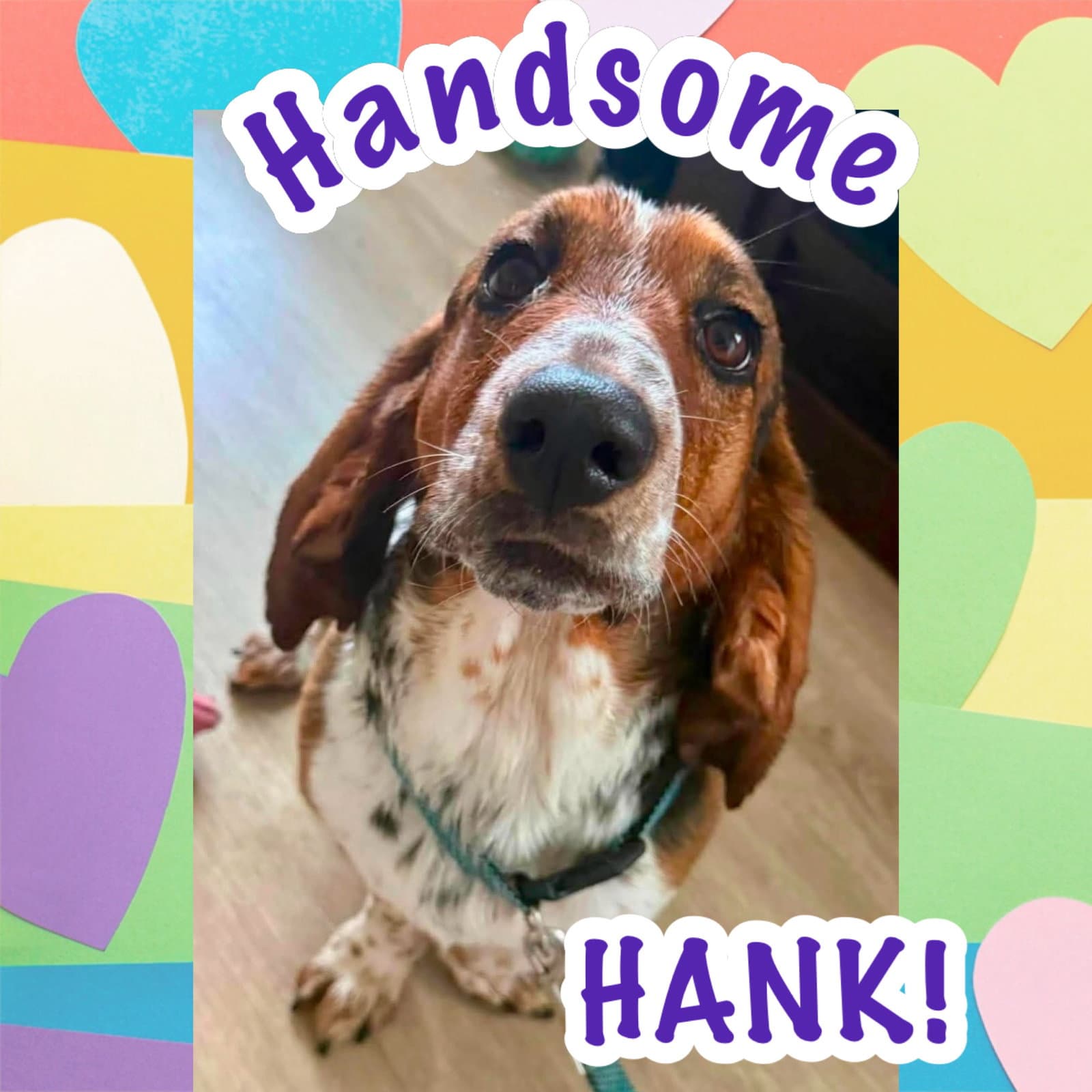 Hank 9-2026
