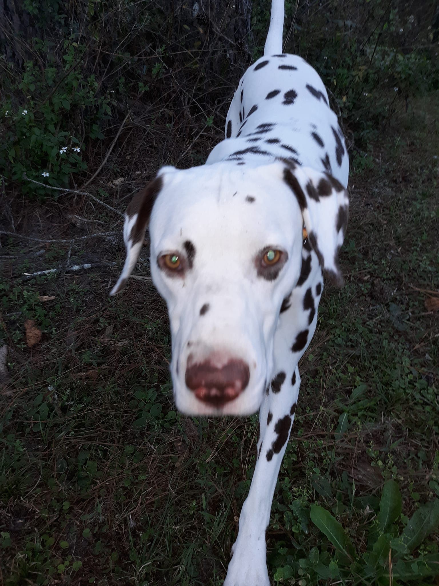 MurphyA