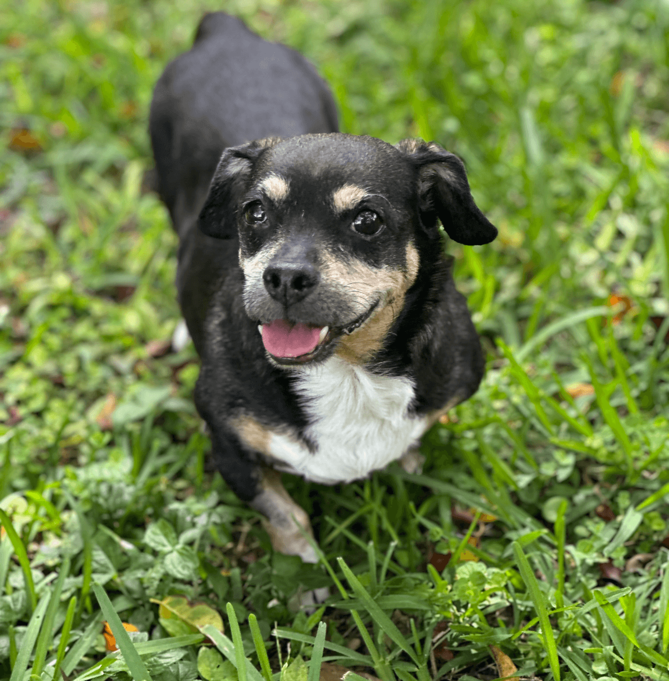 Wally
