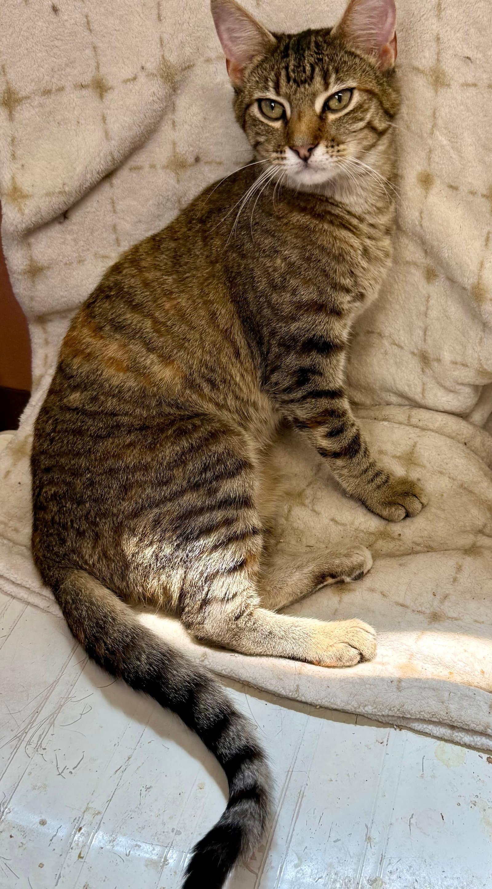 Hazel