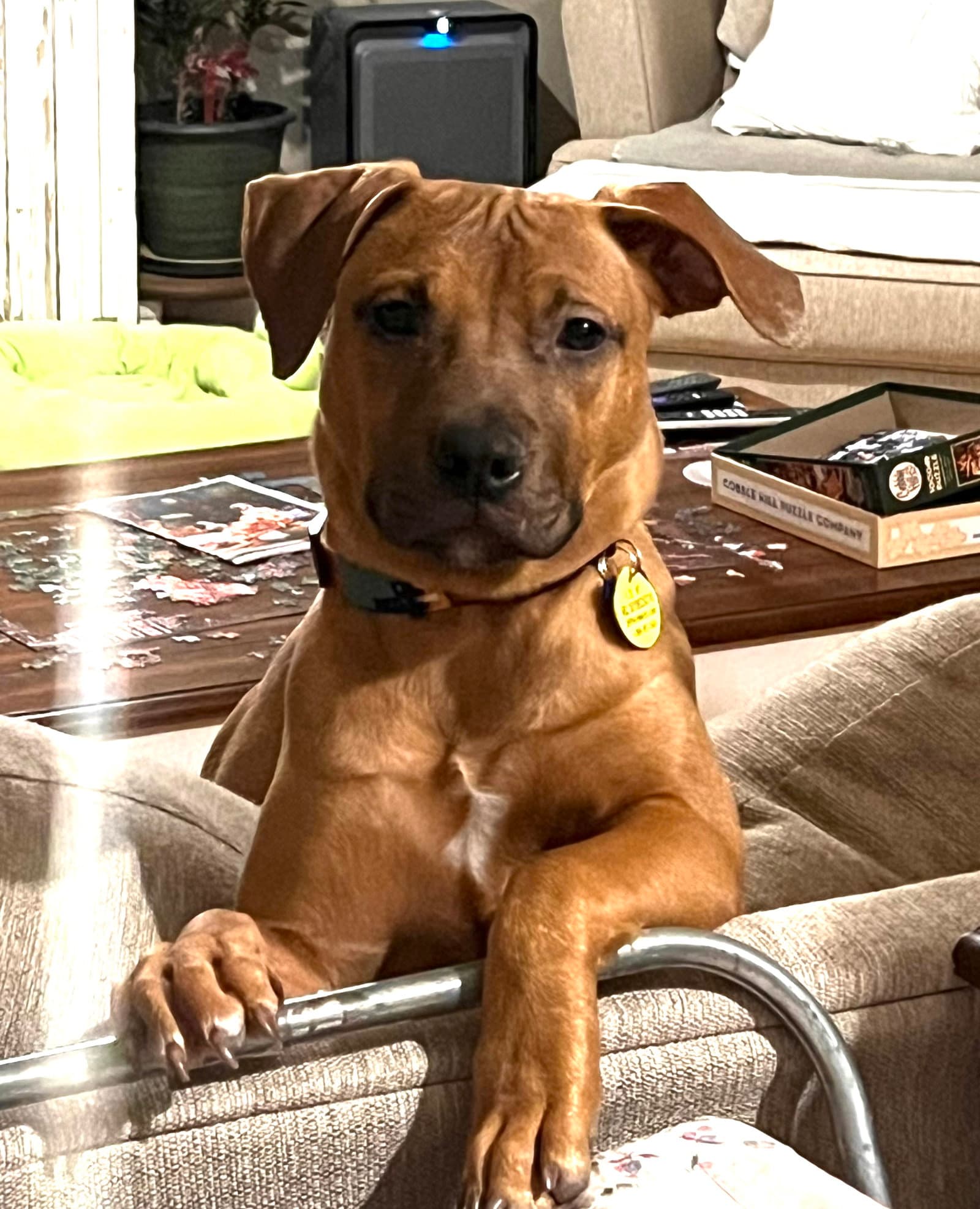 Josie