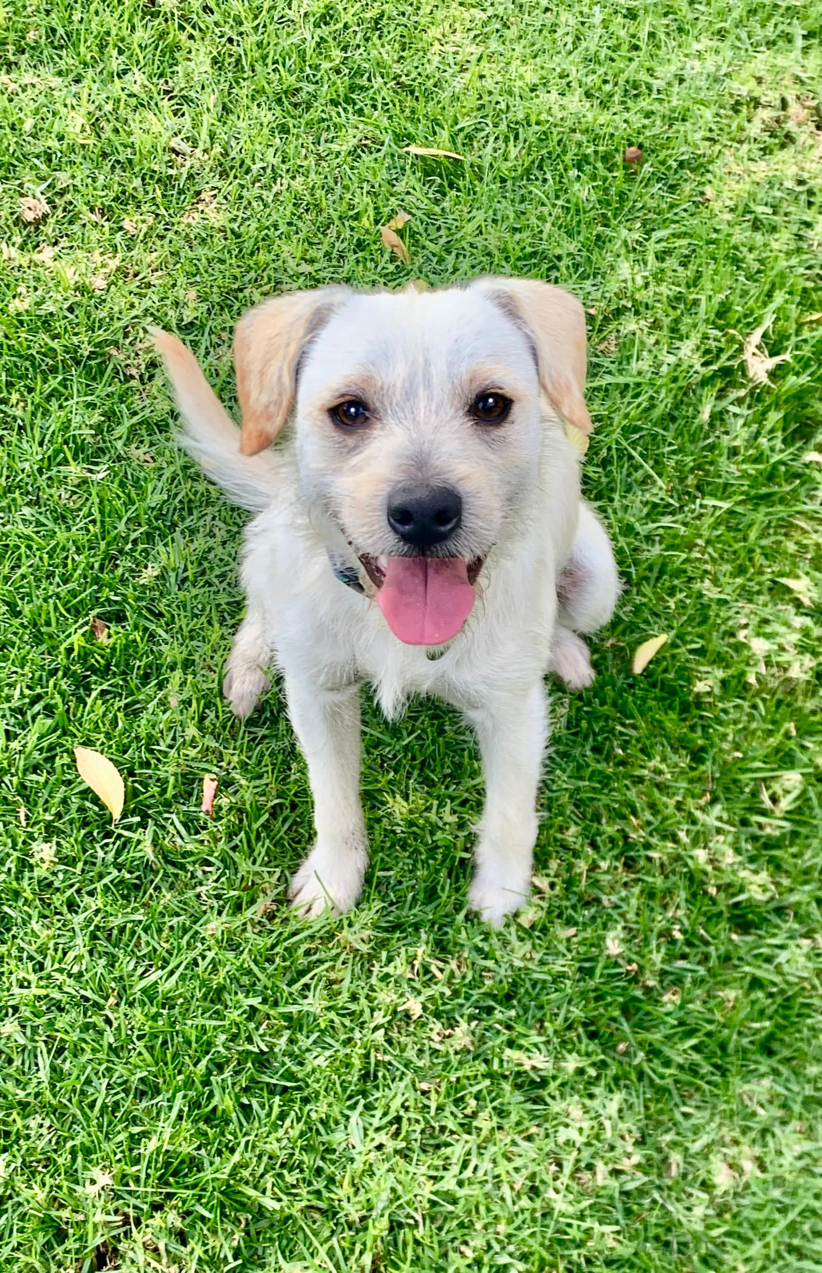 Ringo