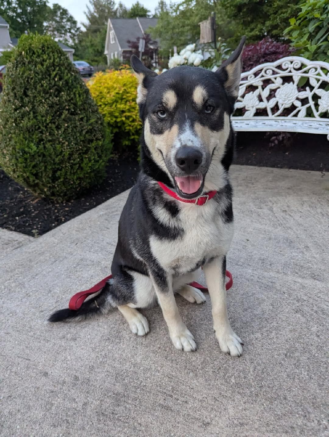 Koda