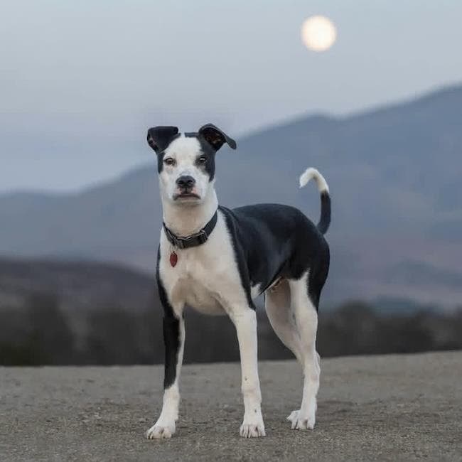 Wyle (Emmy Pup)