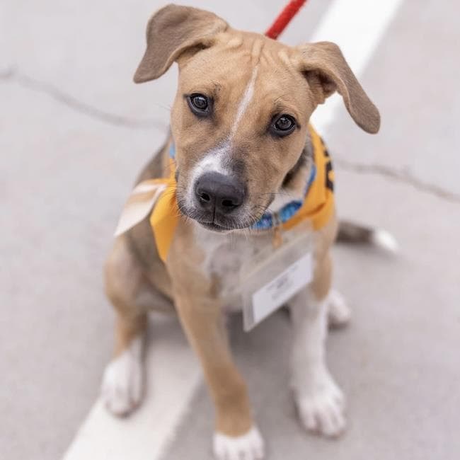 Paw Patrol Pup - Sky